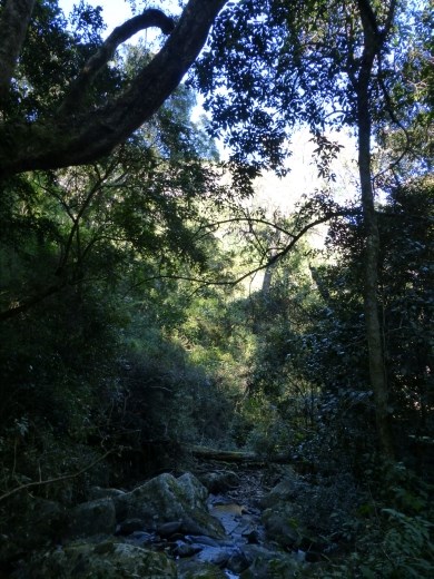 One of the many lovely forest trails.