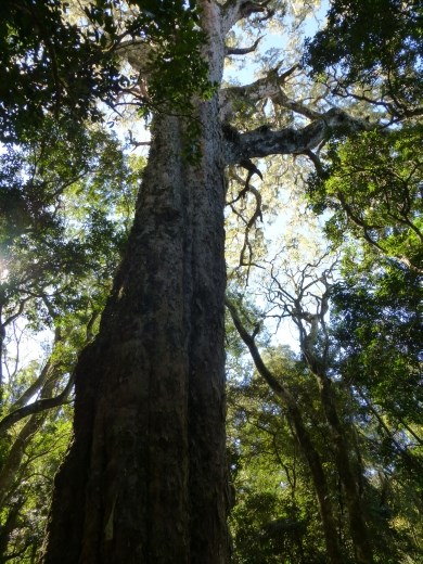 They call this 'big tree', wonder why?