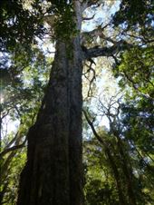 They call this 'big tree', wonder why?: by steve_and_emma, Views[457]