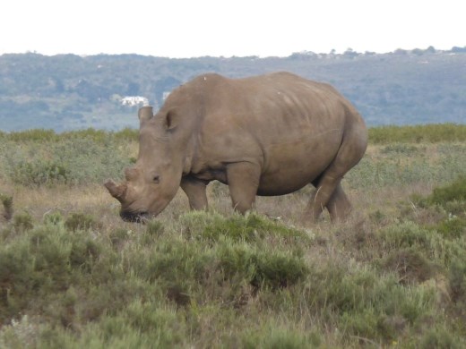 We spotted rhino as we drove along side a private game reserve on the way to Jeffrey's Bay.