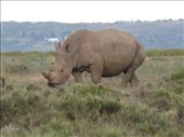 We spotted rhino as we drove along side a private game reserve on the way to Jeffrey's Bay.: by steve_and_emma, Views[378]