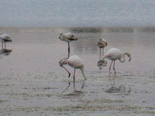 Flamingos in Aston Bay.