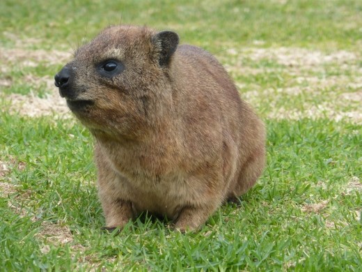 There were lots of rock hyrax to welcome us to Tsitsikamma.