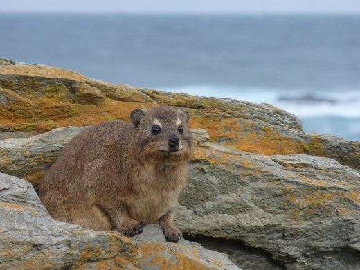 These lovely creatures were all over the rocks, well they are rock hyrax after all.