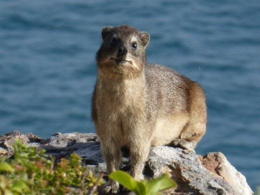 Robberg is home to more rock hyrax.