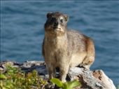 Robberg is home to more rock hyrax.: by steve_and_emma, Views[403]