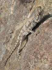 A lizard warming up on the trail.: by steve_and_emma, Views[361]