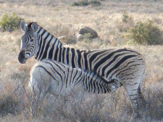 Plenty of animals do survive in the Karoo however.