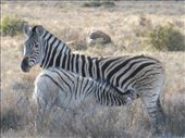 Plenty of animals do survive in the Karoo however.: by steve_and_emma, Views[324]