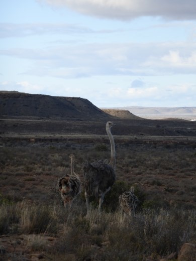 There seemed to be more ostrich in this neck of the woods than anywhere else we went!