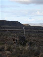 There seemed to be more ostrich in this neck of the woods than anywhere else we went!: by steve_and_emma, Views[274]
