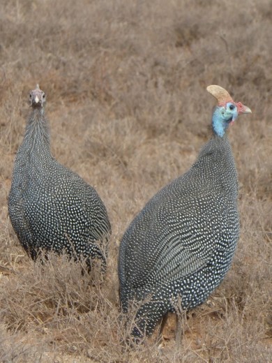 Got to love guinea fowl.