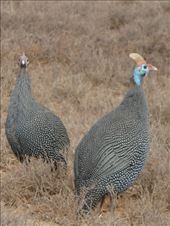 Got to love guinea fowl.: by steve_and_emma, Views[252]