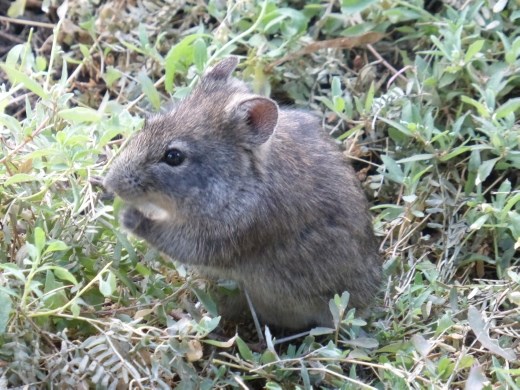 The campsite housed a family of vlei rats. Emma says that are cute!