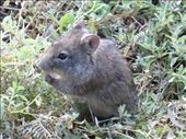 The campsite housed a family of vlei rats. Emma says that are cute!: by steve_and_emma, Views[410]
