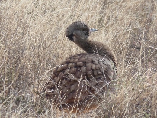 Some sort of bustard I think.