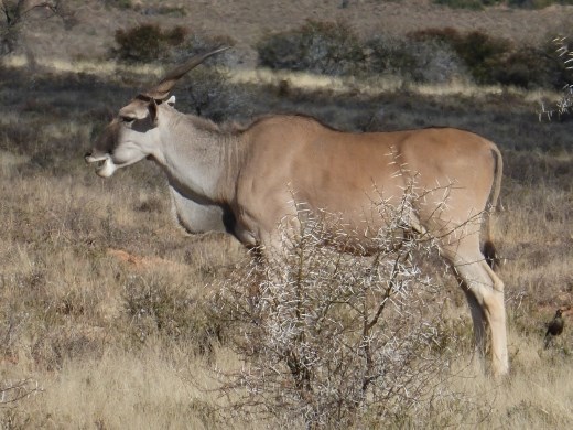 We got very close to the usually shy and elusive eland.