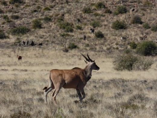 We spotted more eland on the hike.