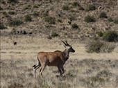 We spotted more eland on the hike.: by steve_and_emma, Views[356]