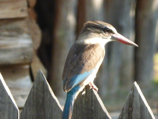 A kingfisher waiting for dinner on the Sundays River.