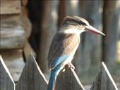 A kingfisher waiting for dinner on the Sundays River.: by steve_and_emma, Views[232]