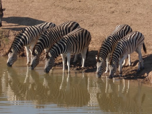 Time for a drink for the zebra population in Addo.