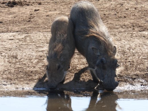 Room enough for two?