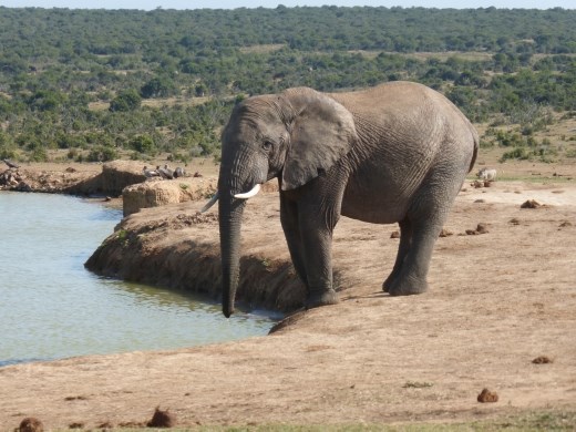 Hot day in Addo, everyone was thirsty!