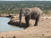 Hot day in Addo, everyone was thirsty!: by steve_and_emma, Views[310]