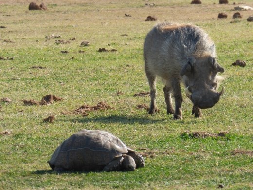This warthog was interested in this strange rock that was moving!