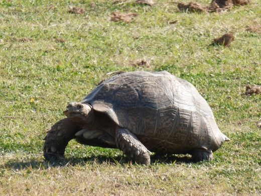 Turned out to be a leopard tortoise not a rock!
