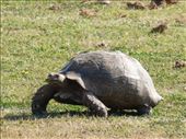 Turned out to be a leopard tortoise not a rock!: by steve_and_emma, Views[324]