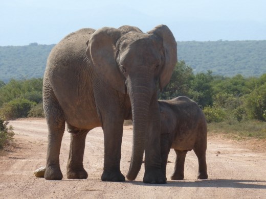 We didn't see as many elephants as last time but we still saw plenty.