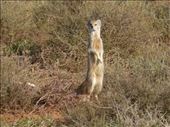 Finally we spot a meerkat!: by steve_and_emma, Views[243]