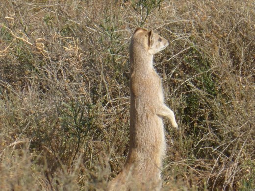 We were lucky enough to watch this fella for about 30 minutes.