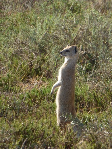 We were so happy to find our first meerkat after searching all over Karoo and Camdeboo national parks.