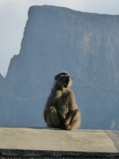 The locals liked the accommodation too!