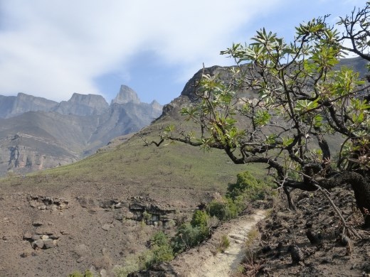 The trail to the gorge.