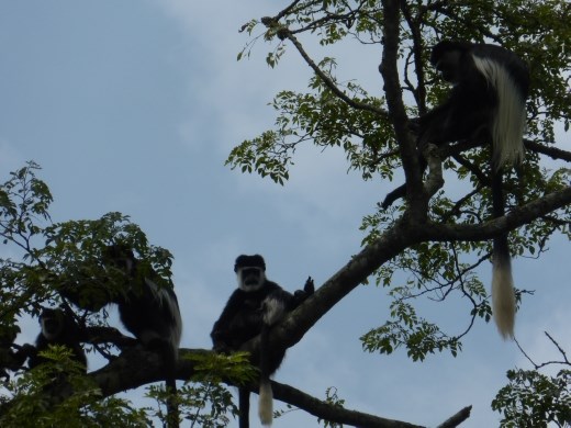 A family of black and white colobus monkeys in Sebitoli Forest.