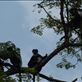 A family of black and white colobus monkeys in Sebitoli Forest. Views[462]