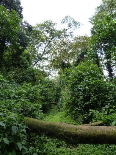The trail in Sebitoli, our so called guide soon lost his way!