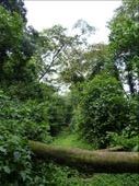 The trail in Sebitoli, our so called guide soon lost his way!: by steve_and_emma, Views[468]
