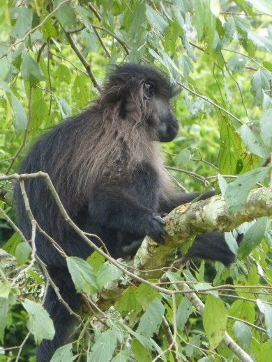 We saw a group of grey-checked mangabyes beside the road!