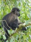 We saw a group of grey-checked mangabyes beside the road!: by steve_and_emma, Views[527]