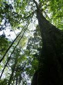 It's a big tree!: by steve_and_emma, Views[380]