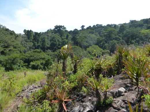 The clearing at Griffin Falls.