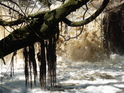 The water is brown due to pollution from the sugar cane factory and it stinks too! This is the water we drink in kampala!