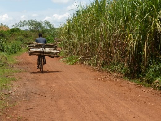 You have to find your way through the sugar cane to find the forest but their are signs.