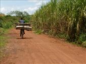 You have to find your way through the sugar cane to find the forest but their are signs.: by steve_and_emma, Views[466]