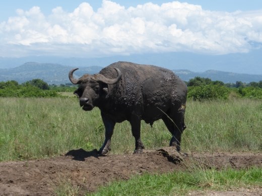 A buffalo in Queen Elizabeth national Park.